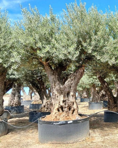 Article No. 62 | Ancient Olive Tree (150-300 Years)