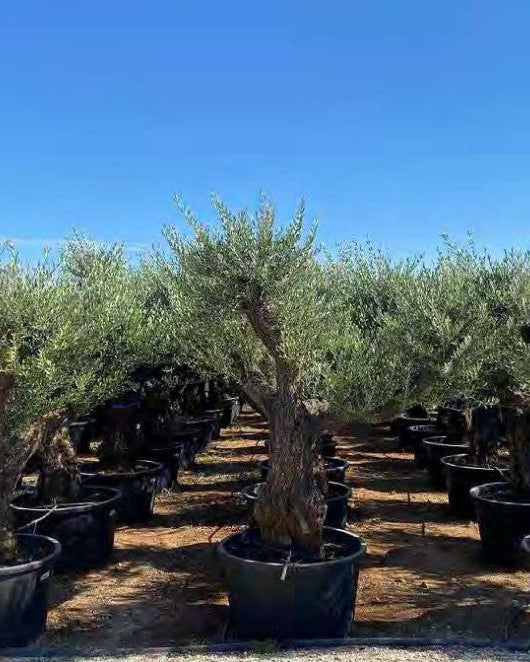Article No. 57 | Mature Olive Tree (60-150 Years)
