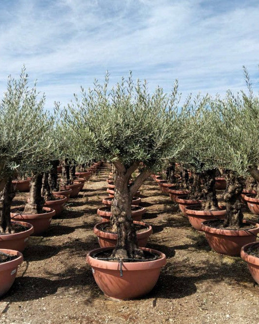 Article No. 41 | Established Olive Tree (30-60 Years)