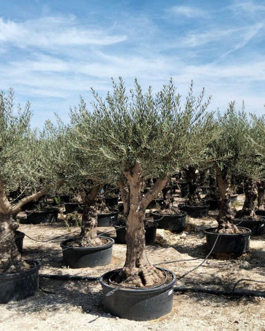 Article No. 42 | Established Olive Tree (30-60 Years)