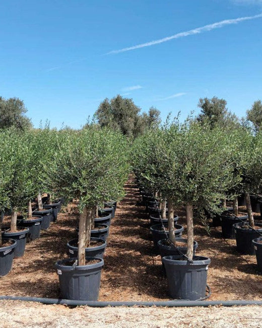 Article No. 28 | Young Olive Tree (5-30 Years)