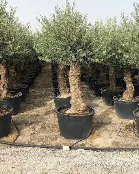 Article No. 43 | Established Olive Tree (30-60 Years)