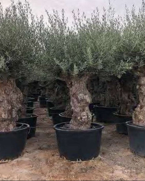 Article No. 56 | Mature Olive Tree (60-150 Years)