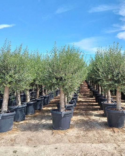 Article No. 36 | Established Olive Tree (30-60 Years)