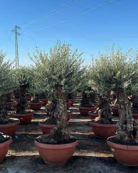 Article No. 58 | Mature Olive Tree (60-150 Years)
