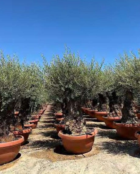 Article No. 55 | Mature Olive Tree (60-150 Years)