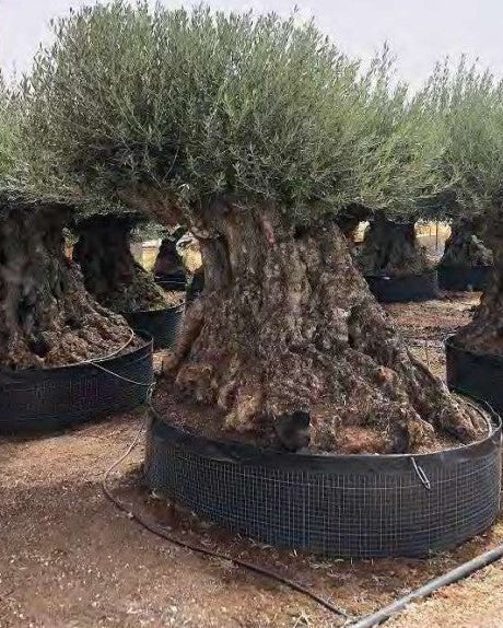 Article No. 77 | Legacy Olive Tree (300-600 Years)