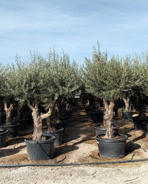 Article No. 44 | Established Olive Tree (30-60 Years)