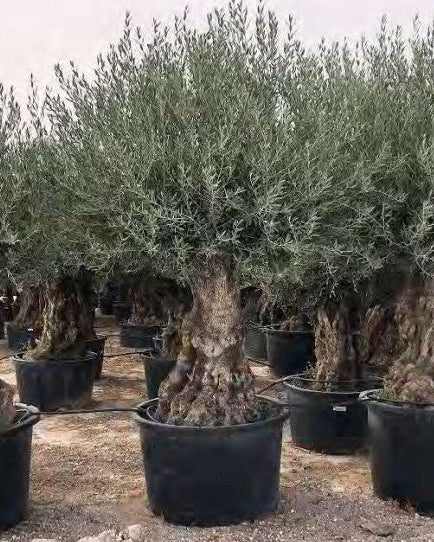 Article No. 73 | Mature Olive Tree (60-150 Years)