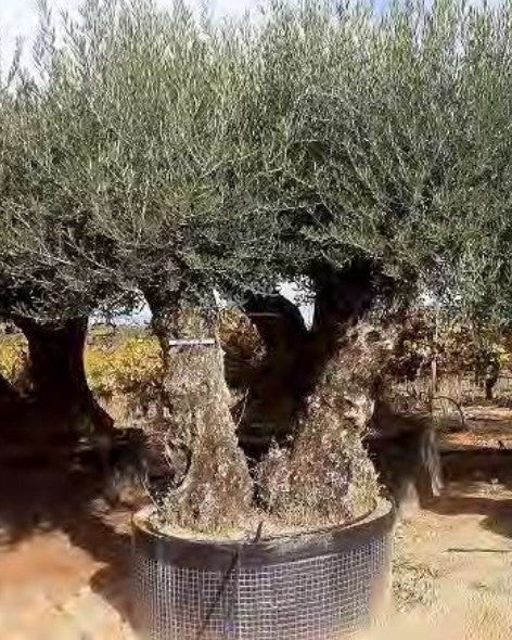Article No. 67 | Ancient Olive Tree (150-300 Years)