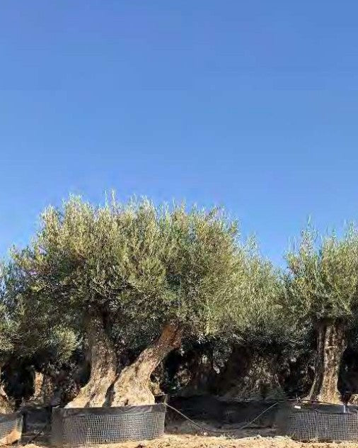Article No. 74 | Ancient Olive Tree (150-300 Years)