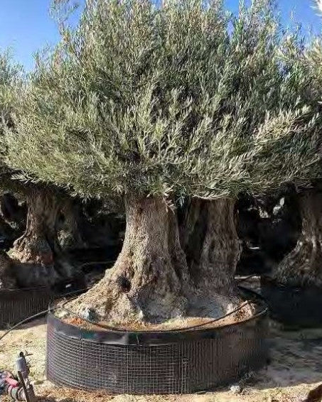 Article No. 71 | Ancient Olive Tree (150-300 Years)