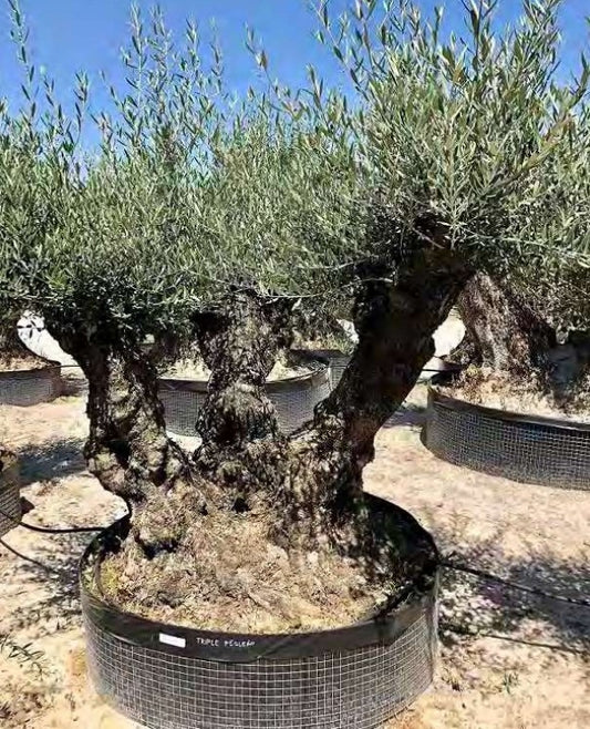 Article No. 68 | Ancient Olive Tree (150-300 Years)