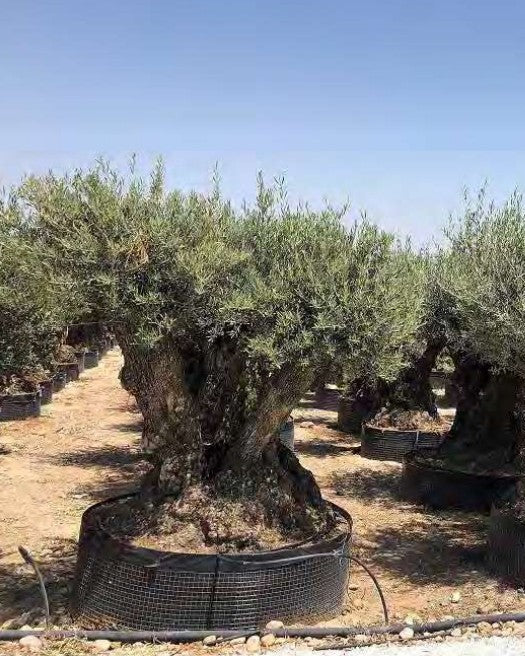 Article No. 69 | Ancient Olive Tree (150-300 Years)
