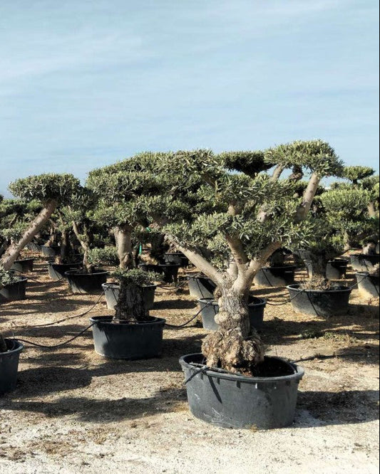 Article No. 45 | Established Olive Tree (30-60 Years)