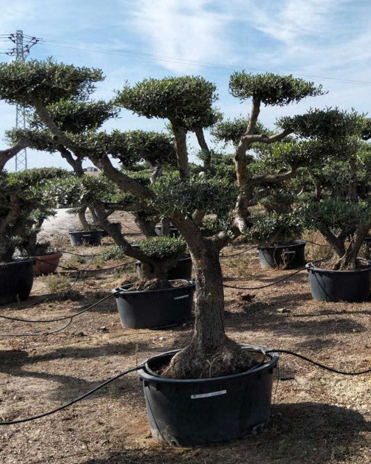 Article No. 46 | Established Olive Tree (30-60 Years)