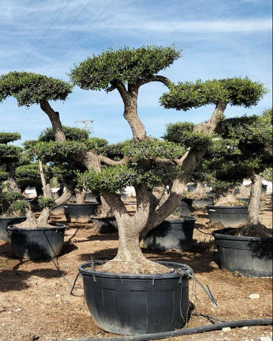 Article No. 49 | Mature Olive Tree (60-150 Years)