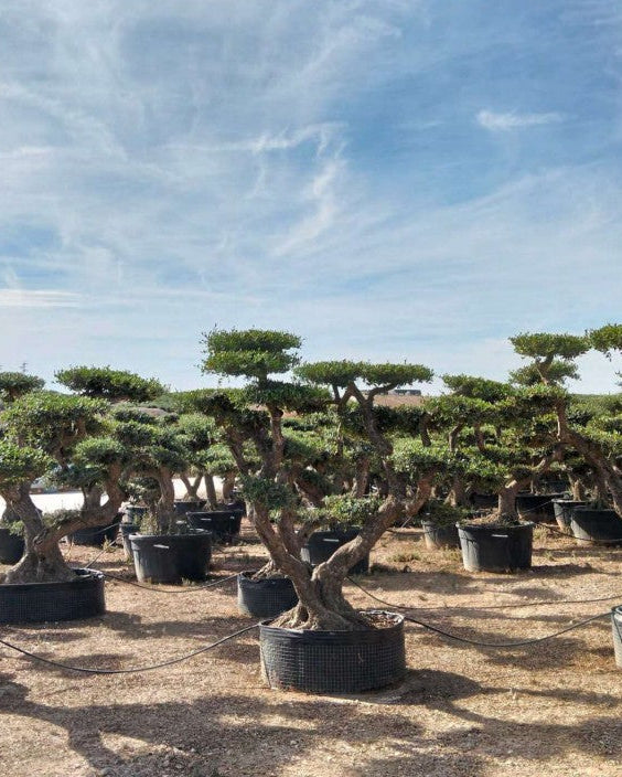 Article No. 52 | Mature Olive Tree (60-150 Years)