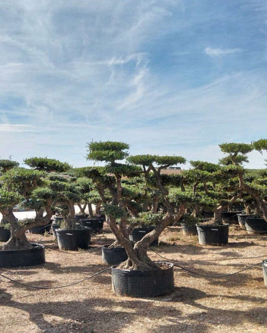 Article No. 52 | Mature Olive Tree (60-150 Years)