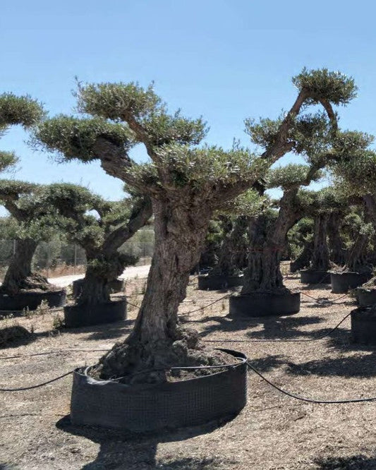 Article No. 51 | Mature Olive Tree (60-150 Years)