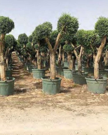 Article No. 47 | Established Olive Tree (30-60 Years)