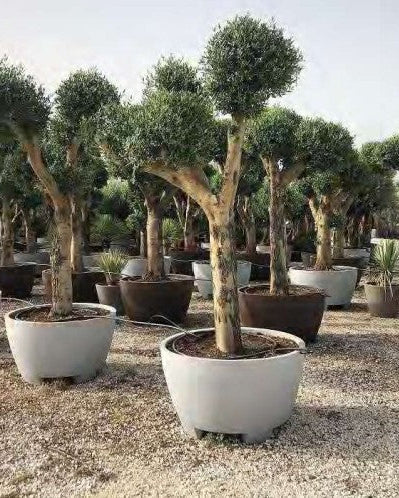 Article No. 48 | Established Olive Tree (30-60 Years)