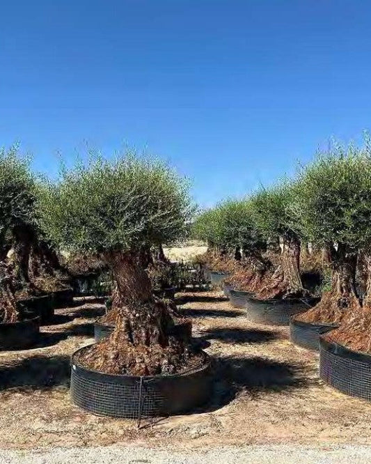 Article No. 66 | Ancient Olive Tree (150-300 Years)