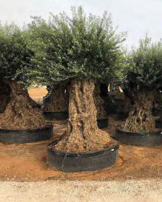 Article No. 63 | Ancient Olive Tree (150-300 Years)