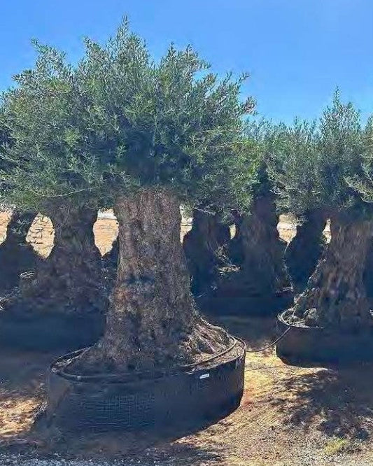 Article No. 64 | Ancient Olive Tree (150-300 Years)