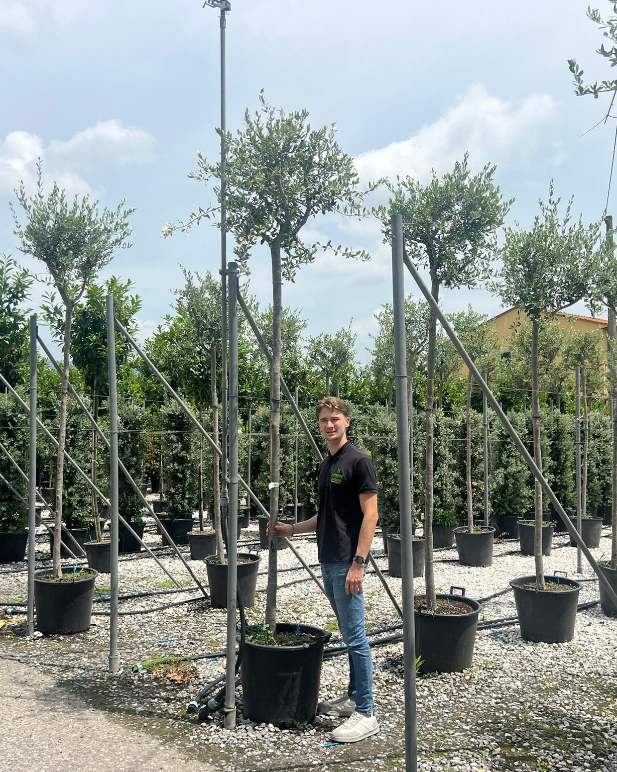 Article No. 30 | Young Olive Tree (5-30 Years)
