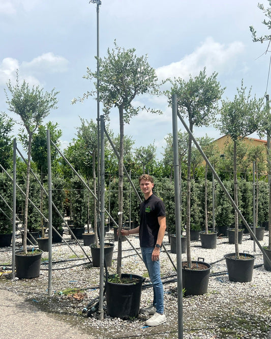 Article No. 30 | Young Olive Tree (5-30 Years)
