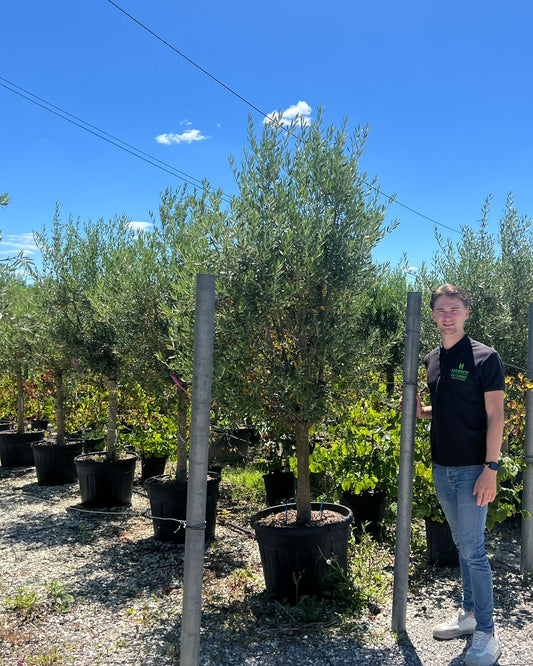Article No. 31 | Young Olive Tree (5-30 Years)