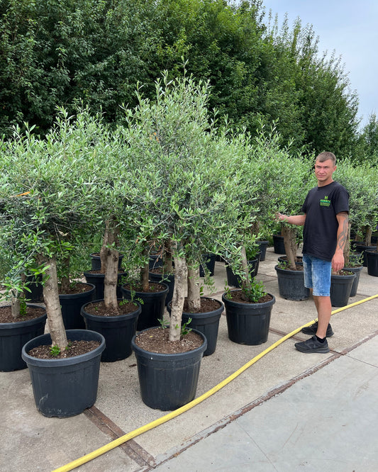 Article No. 32 | Young Olive Tree (5-30 Years)