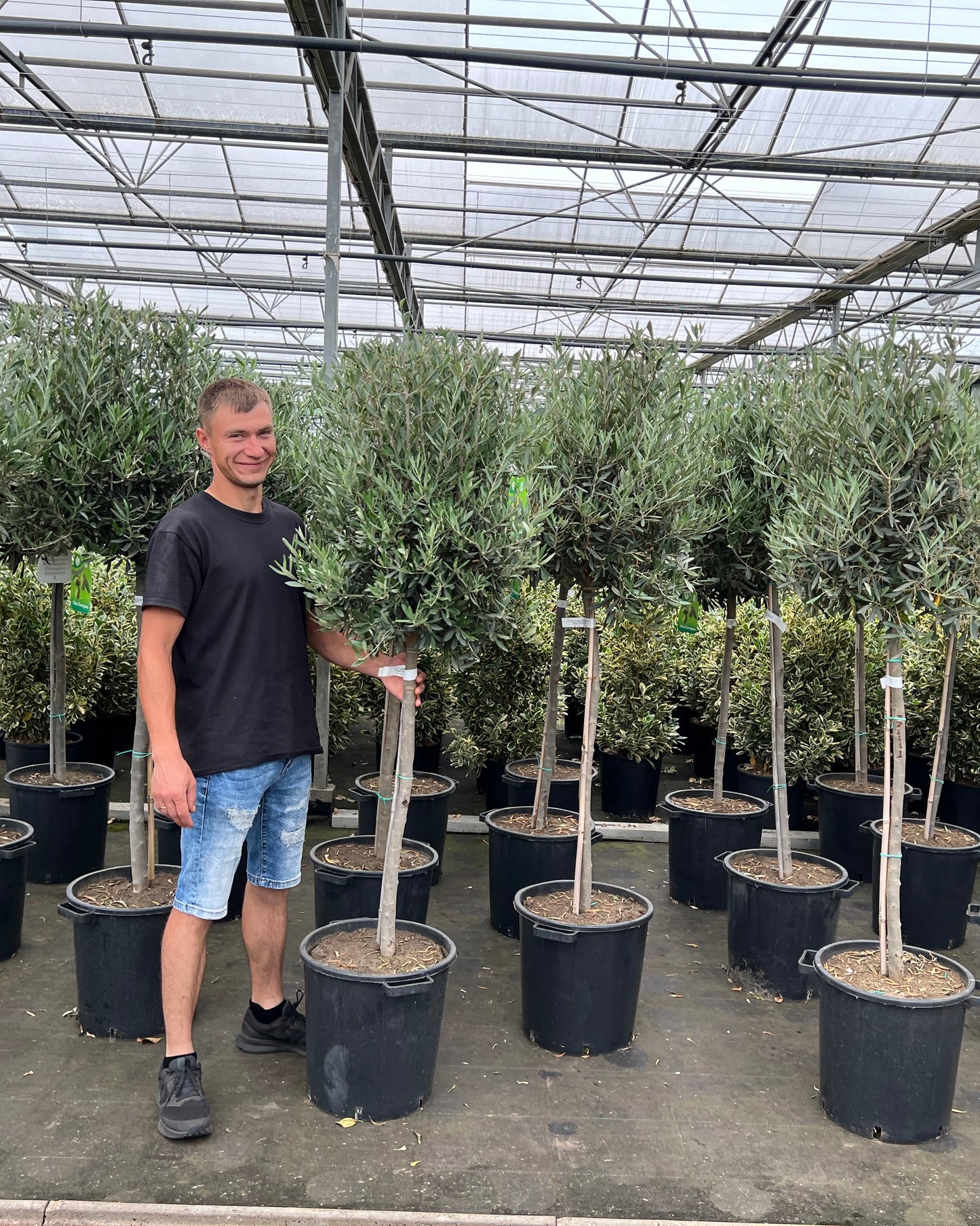 Article No. 34 | Young Olive Tree (5-30 Years)