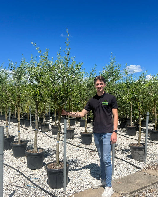 Article No. 35 | Young Olive Tree (5-30 Years)